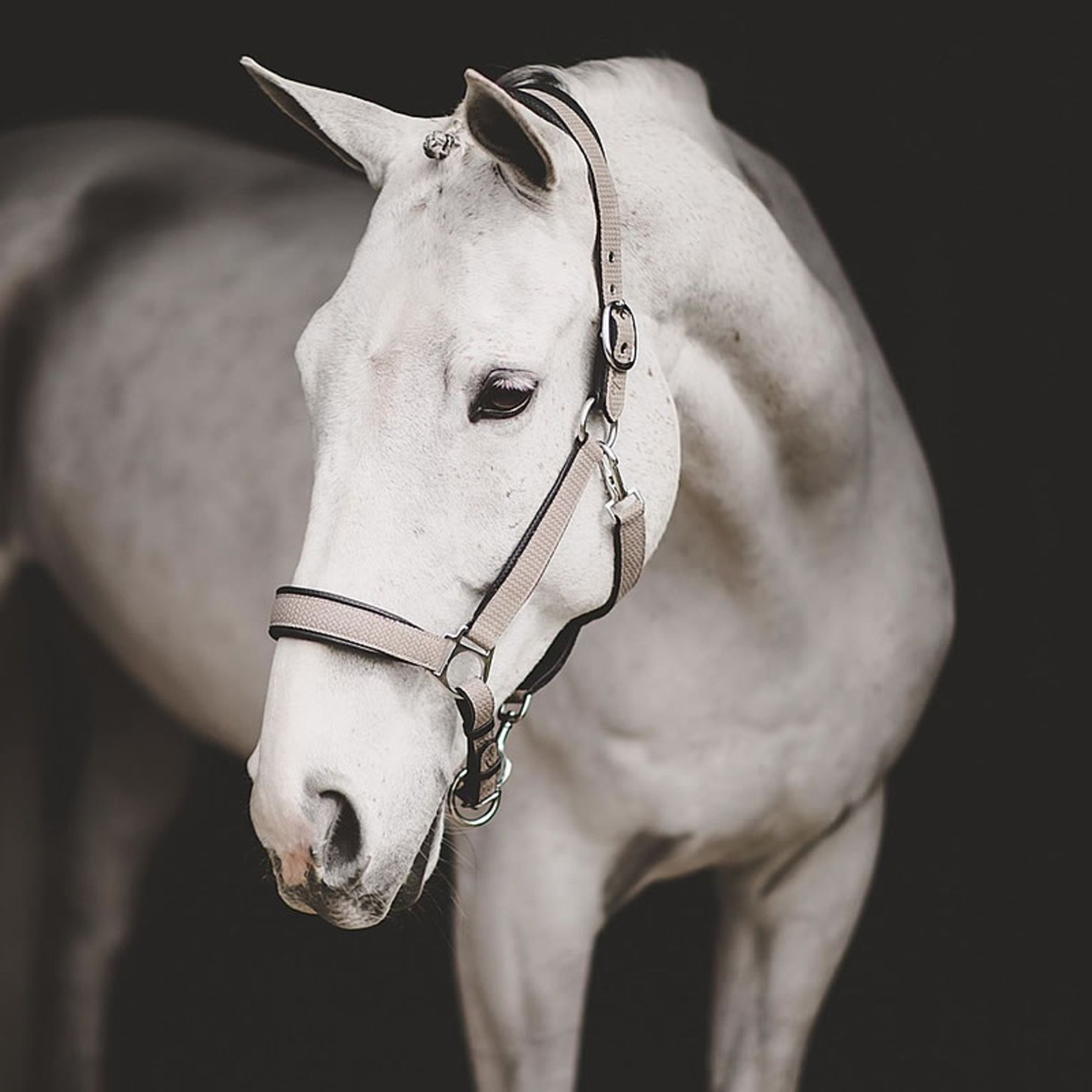 Dy'on NE09A Dy'on Leather Halter