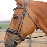 Dressage