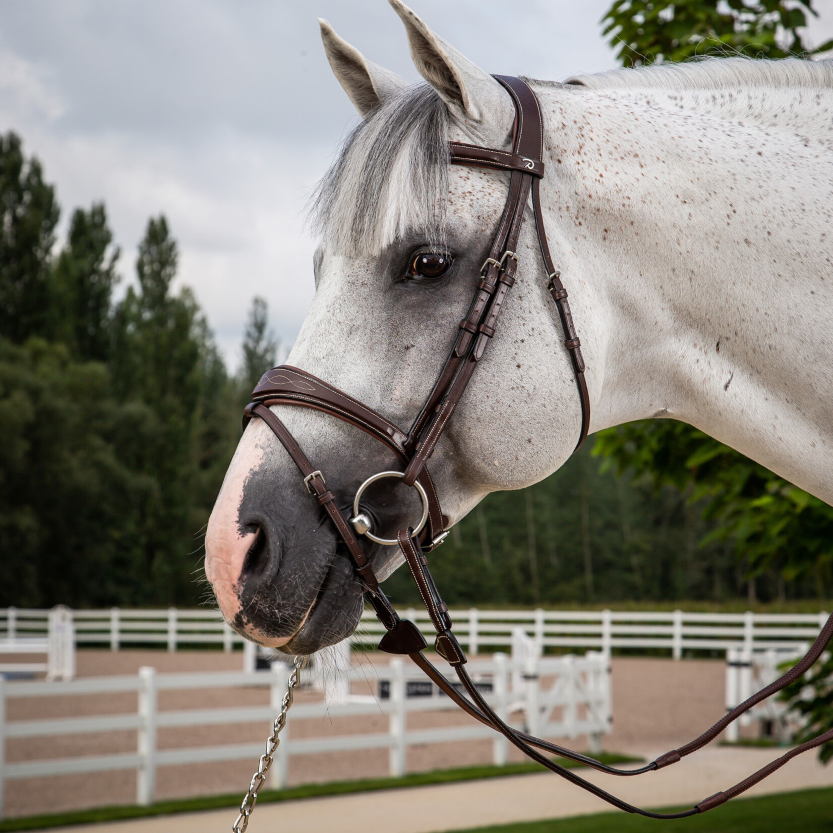 Dy'on USABAB Dy'on Anatomical Flash Noseband Bridle w/ Anatomic Headpiece, Fancy Stitched, Slightly Raised and Padded, Cream Stiching w/ **Nickel** Hardware