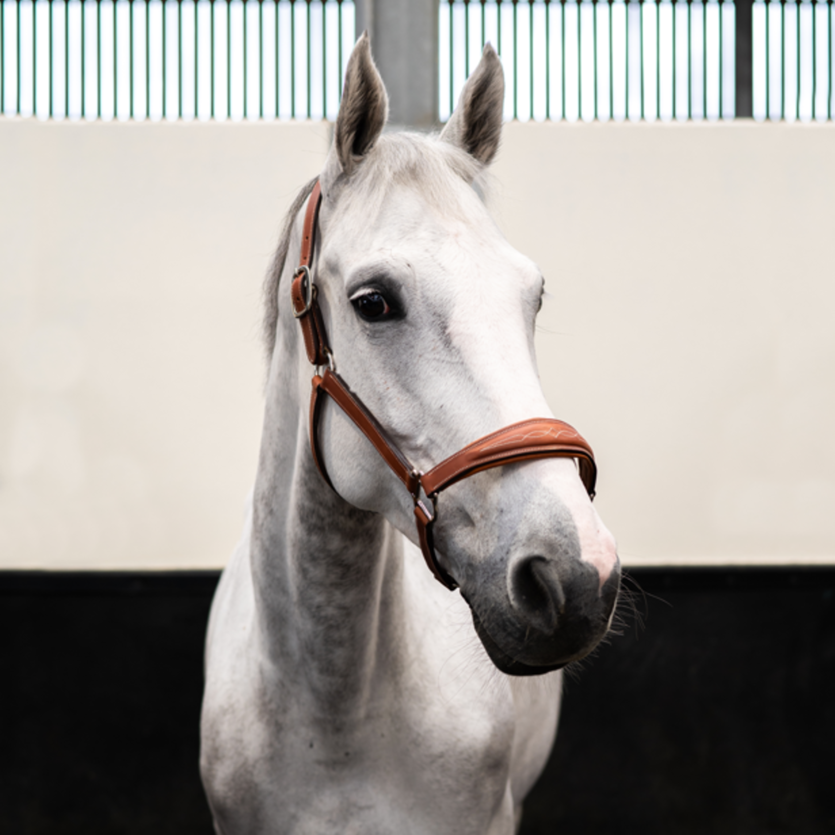 Butet LIC01 Butet Leather Halter