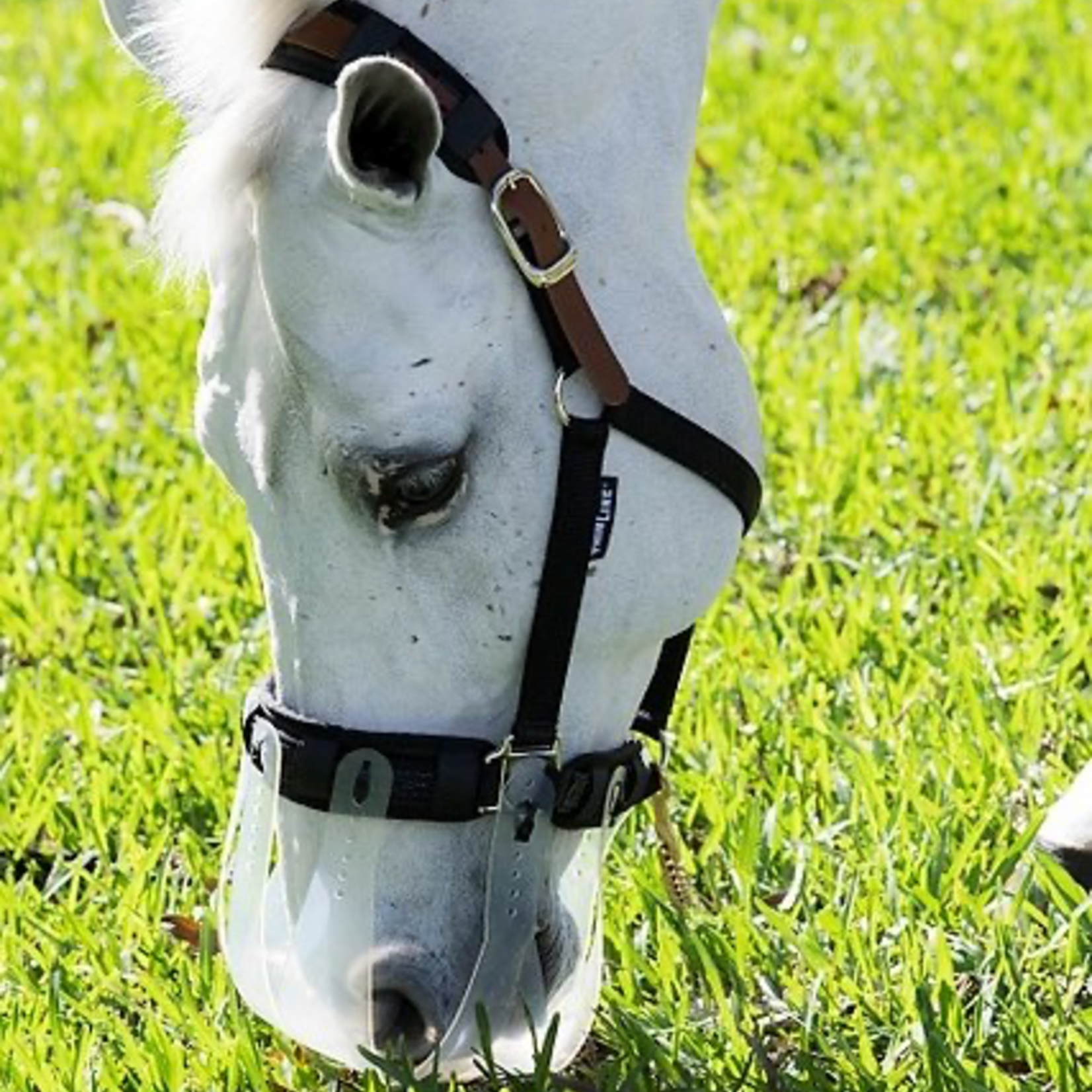Thin Line Thin Line Flexible Filly Grazing Muzzle