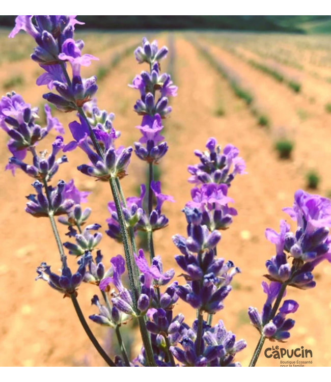 True Lavender - Organic - Greece