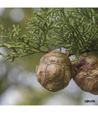Zayat Aroma Organic Cypress Spain - 32ml - by Zayat Aroma