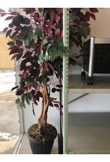 5' Ficus w/multi Trunk - Red