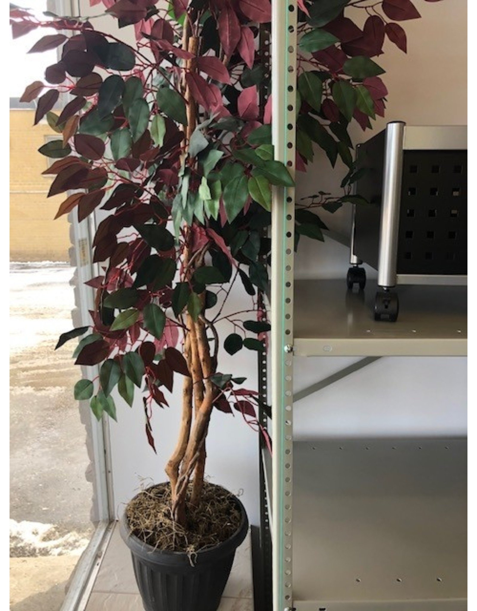 5' Ficus w/multi Trunk - Red