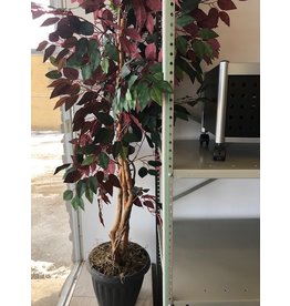 5' Red  Ficus