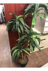 5' Dracena Warneki