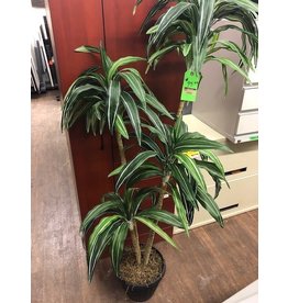 5' Dracena Warneki