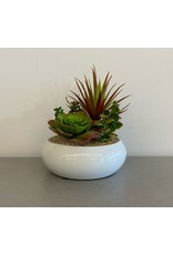 White Plant Bowl