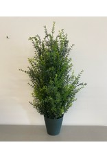 Bushy Tall Green Plant