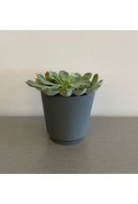 Real Small Succulent in Grey Pot