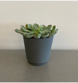 Real Small Succulent in Grey Pot