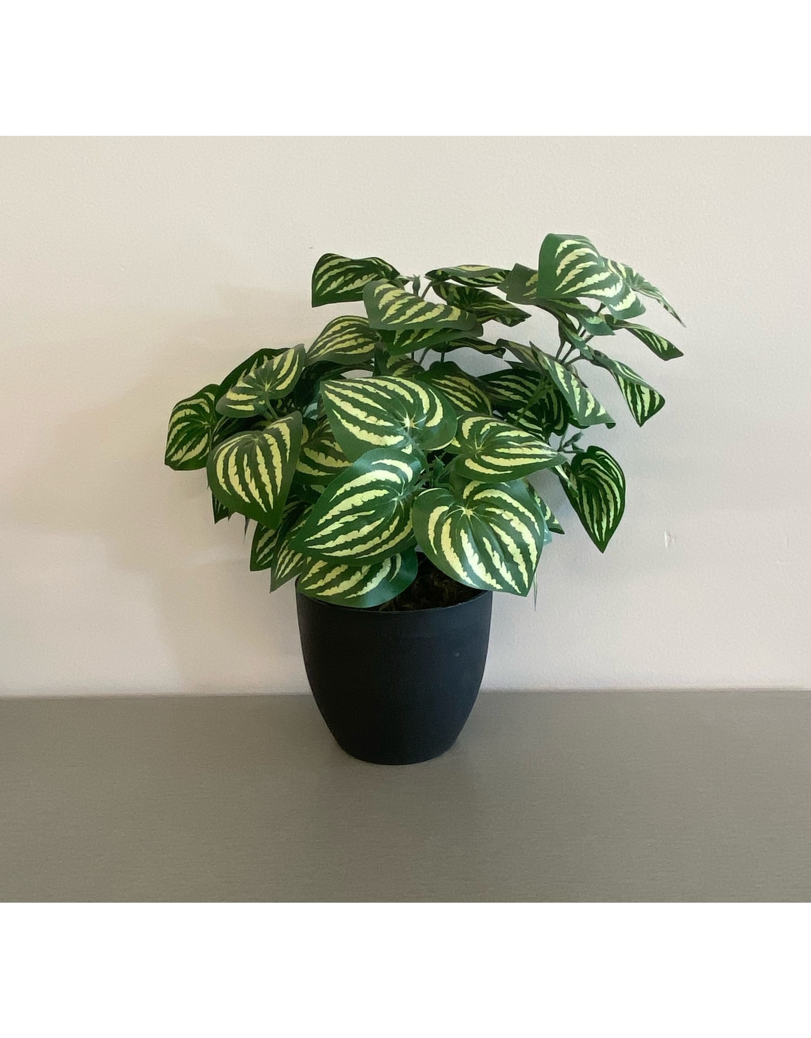 Medium Green with Striped Leaves Plant