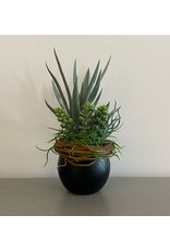 Small Aloe Succulent Black Sphere Pot