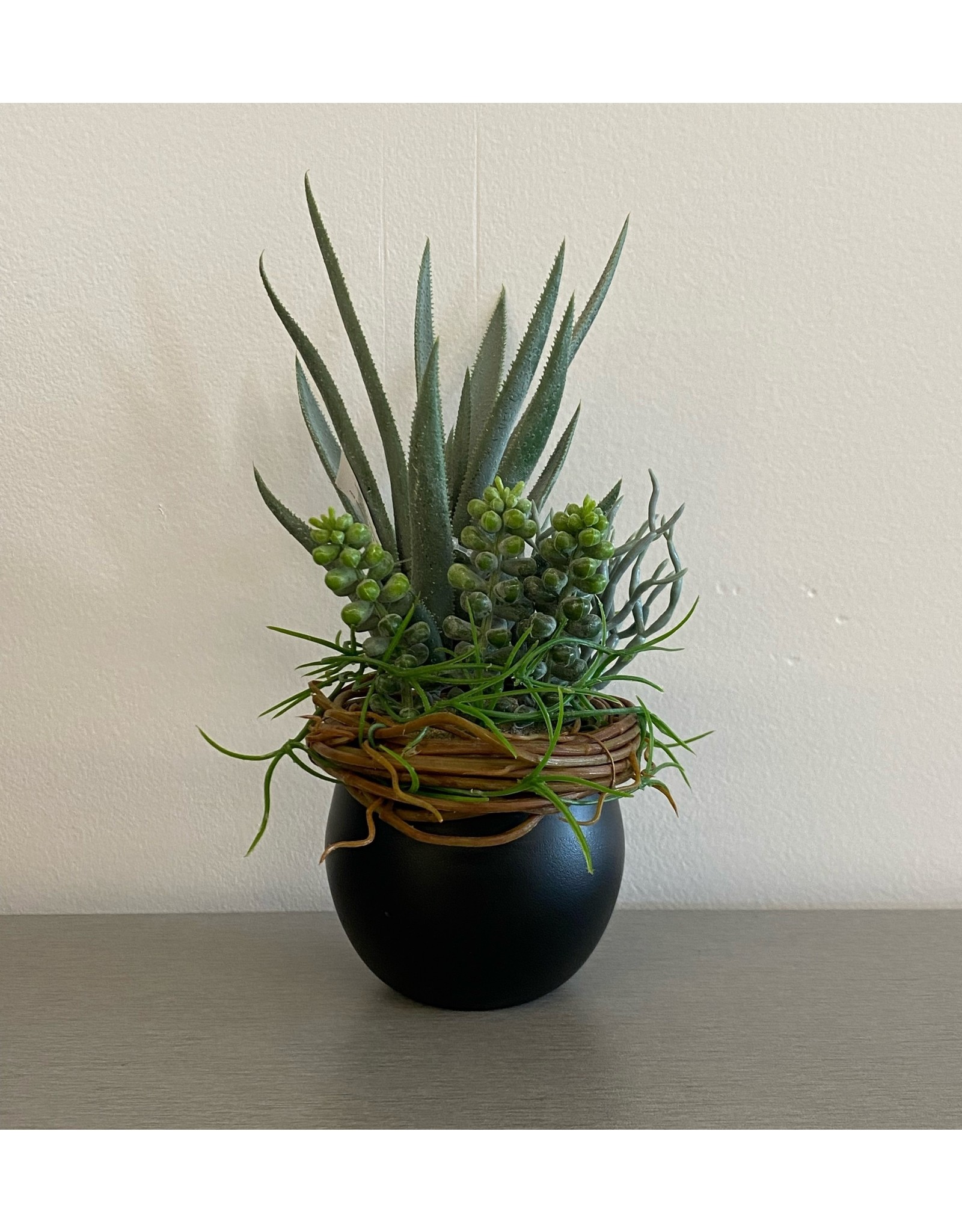 Small Aloe Succulent Black Sphere Pot