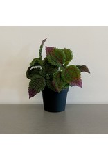 Artificial Purple Tip Mint Plant