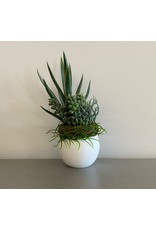 Small Aloe Succulent White Sphere Pot