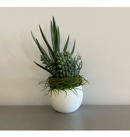 Small Aloe Succulent White Sphere Pot