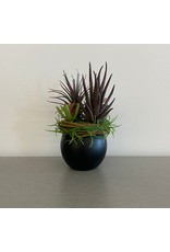 Small Black Sphere Succulent Terrarium