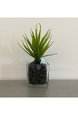 Small Grass Succulent with Pebbles in Square Vase