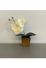 Small White Flower in Wooden Square Pot