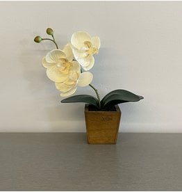 Small White Flower in Wooden Square Pot