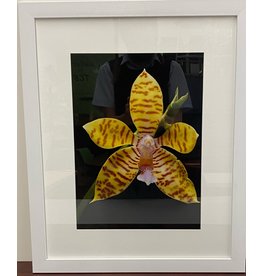 Yellow Blooming Orchid Framed Artwork (1/3)