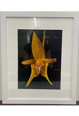 Yellow Blooming Orchid Framed Artwork (3/3)
