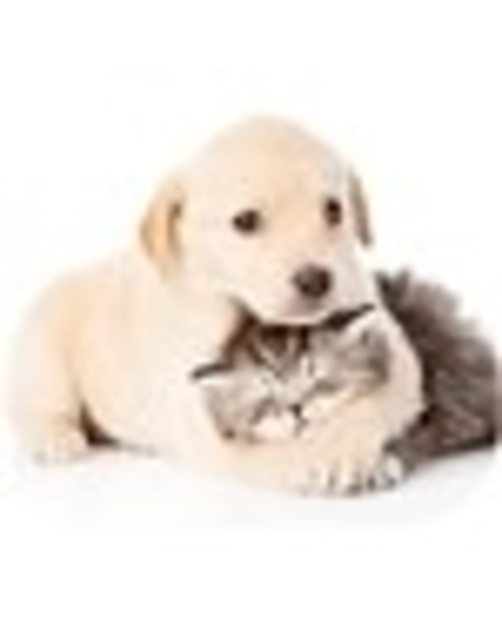 MOUSE PAD OPTICAL*PUPPY/KITTEN