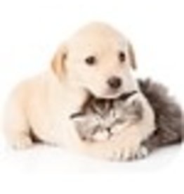 MOUSE PAD OPTICAL*PUPPY/KITTEN