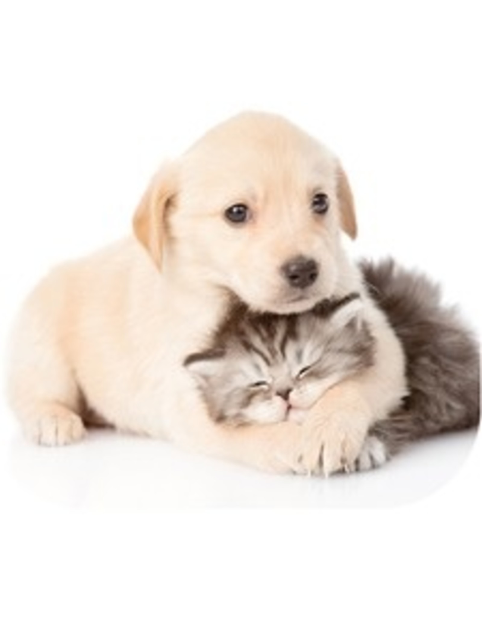 MOUSE PAD OPTICAL*PUPPY/KITTEN