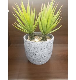 Marble Grey Plant