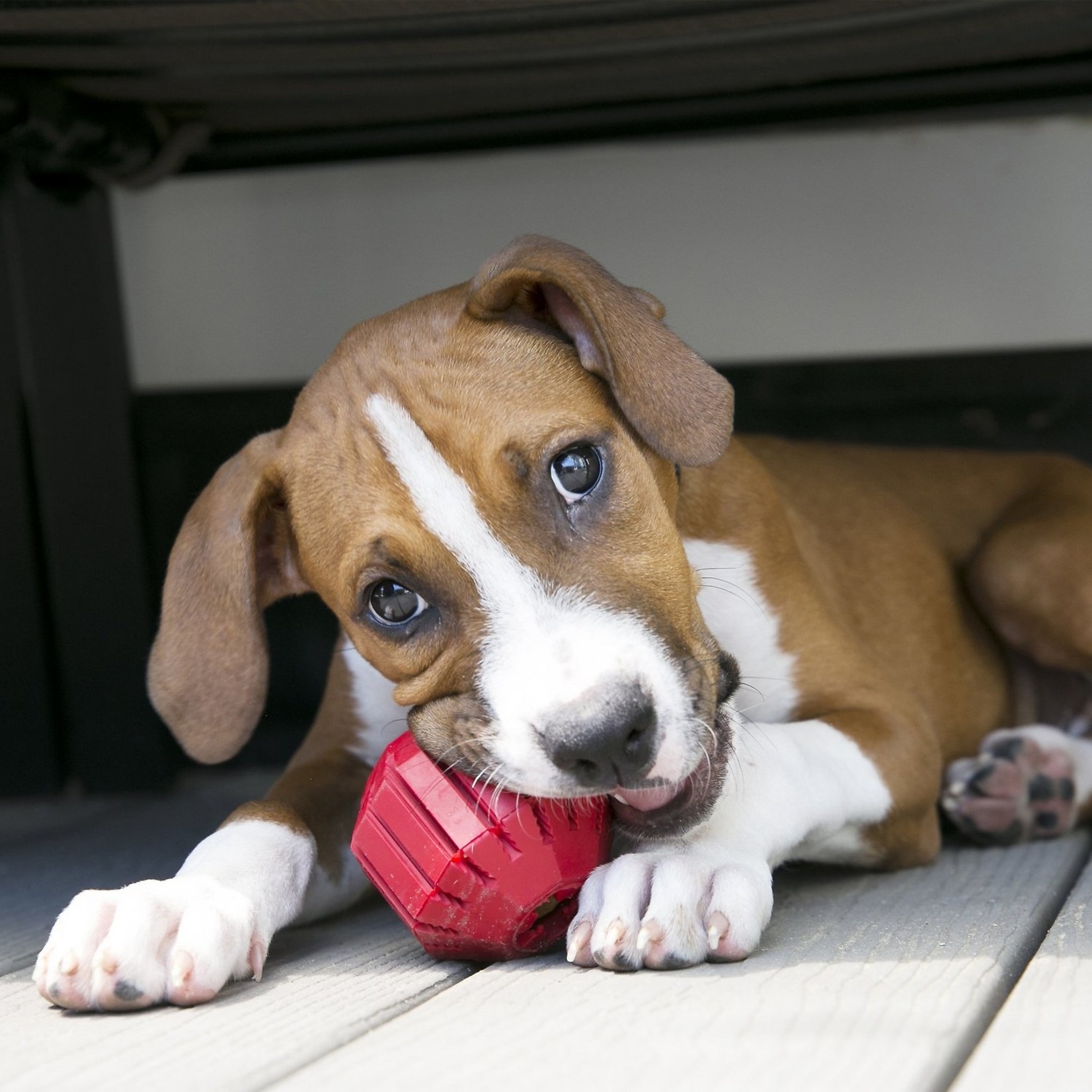 Busy Toys for Dogs That Are Fillable 