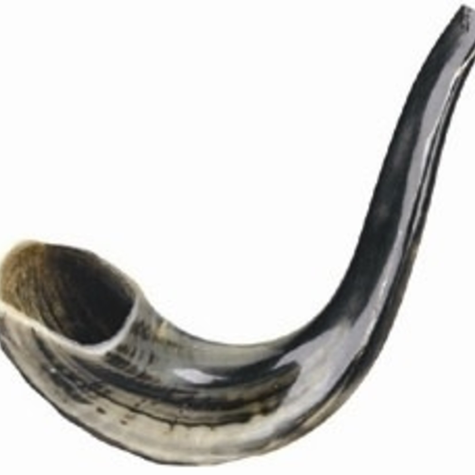 Rams Horns (Shofar)