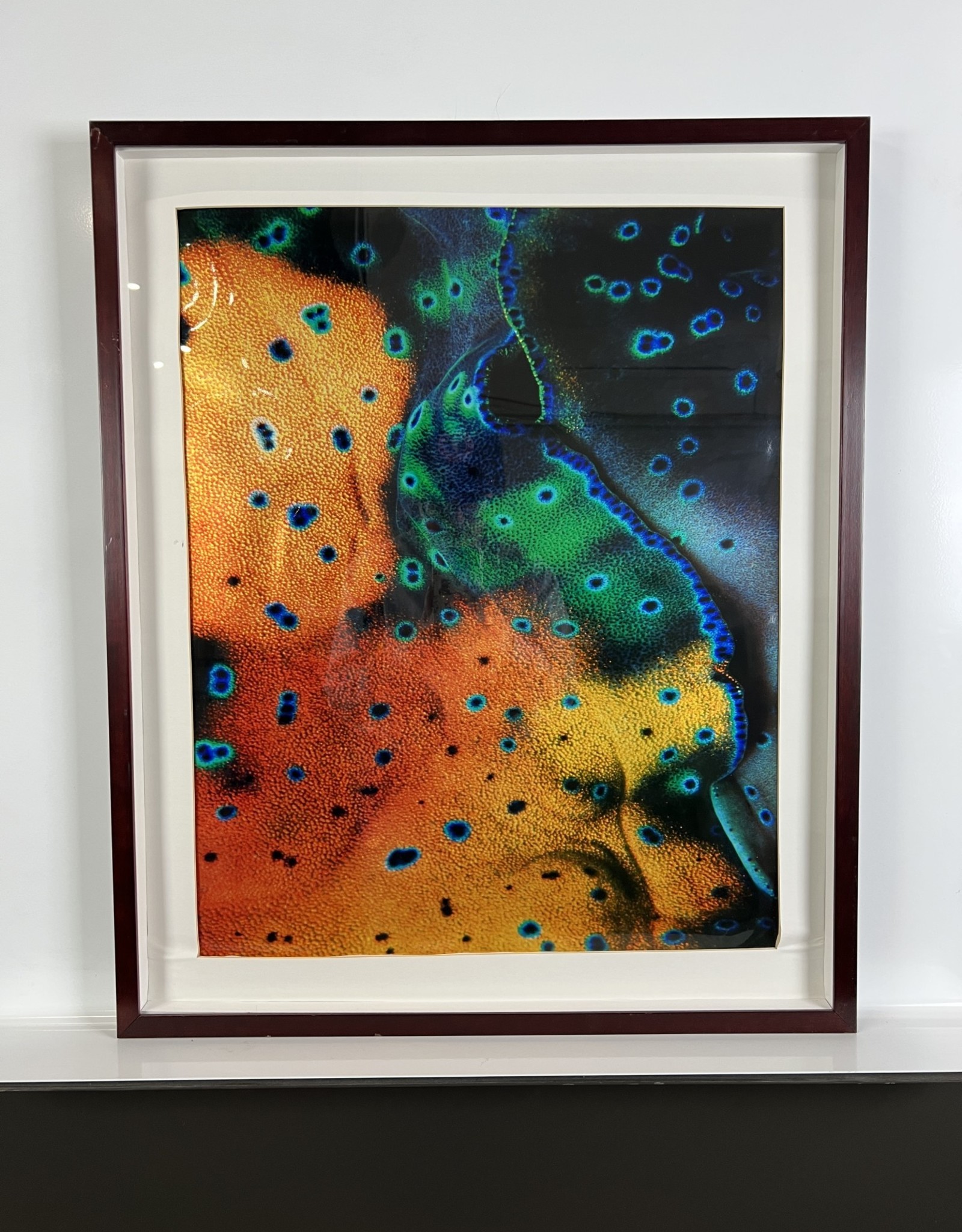 Peacock in a Magical World, framed inkjet photograph