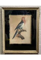 Bird on Branch, Framed Print