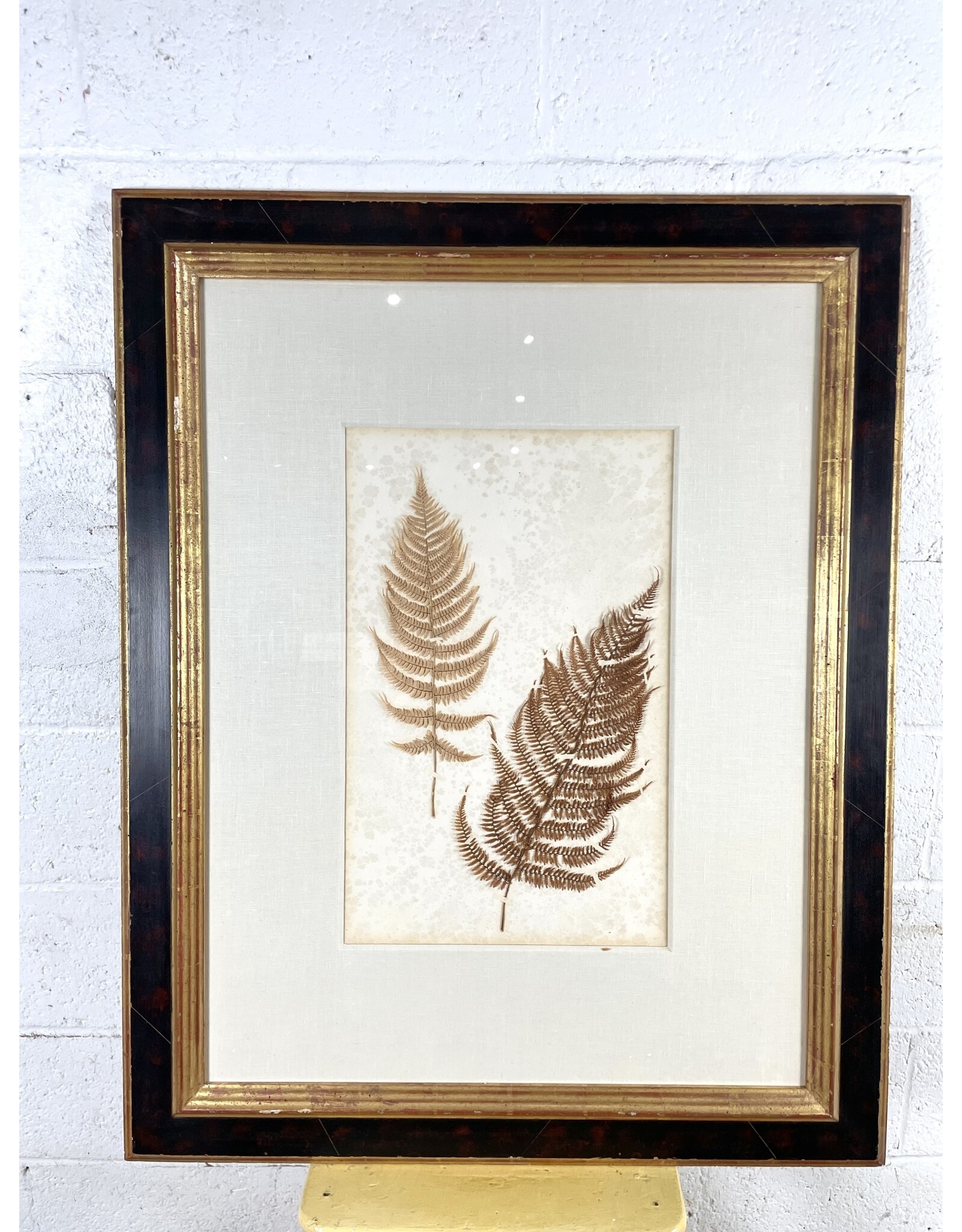 Double Mounted Ferns Framed Antique Ferns