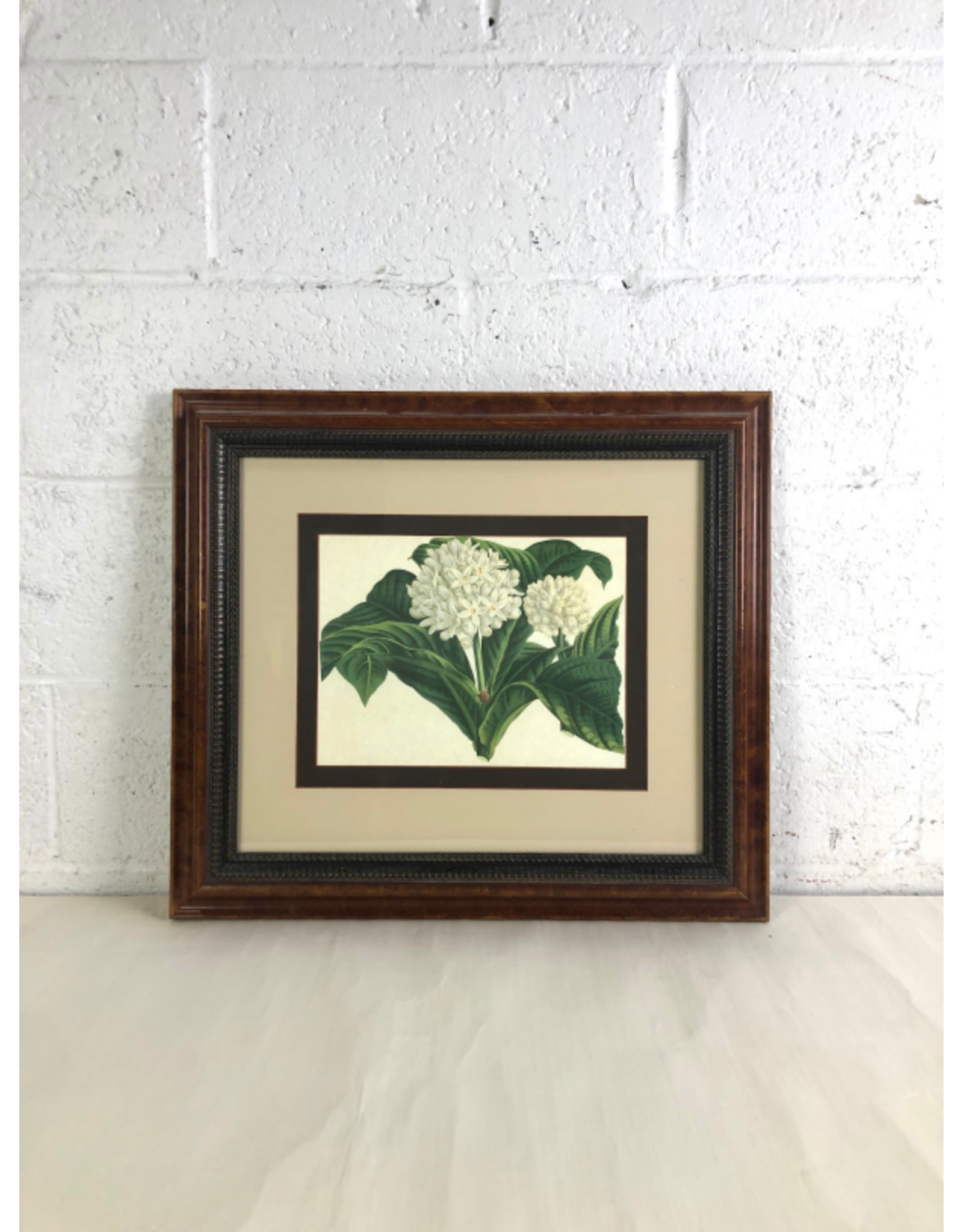 Vintage Botanical Print of Hydrangea, Framed Lithograph