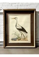 White Stork, framed colorized etching