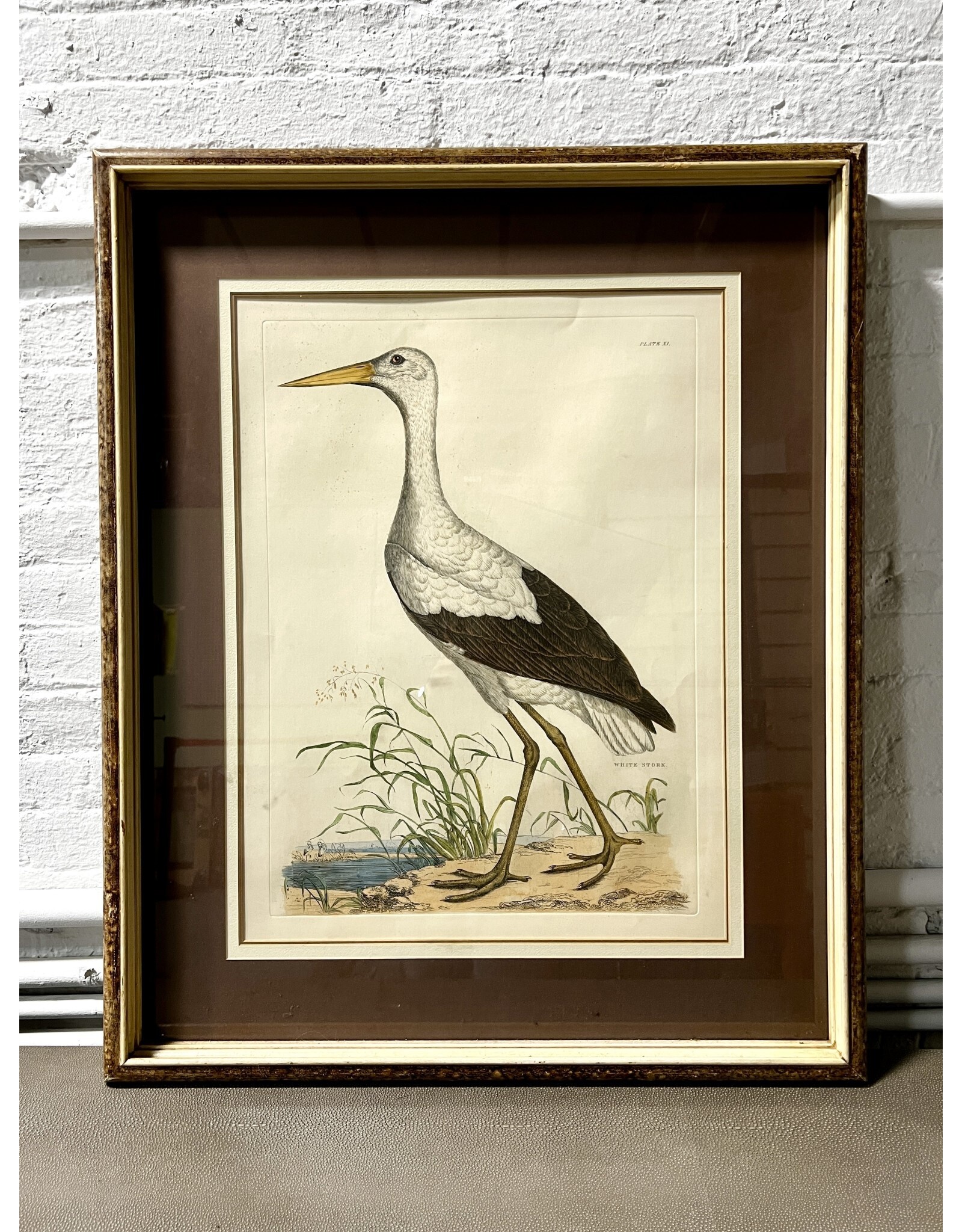 White Stork, framed colorized etching