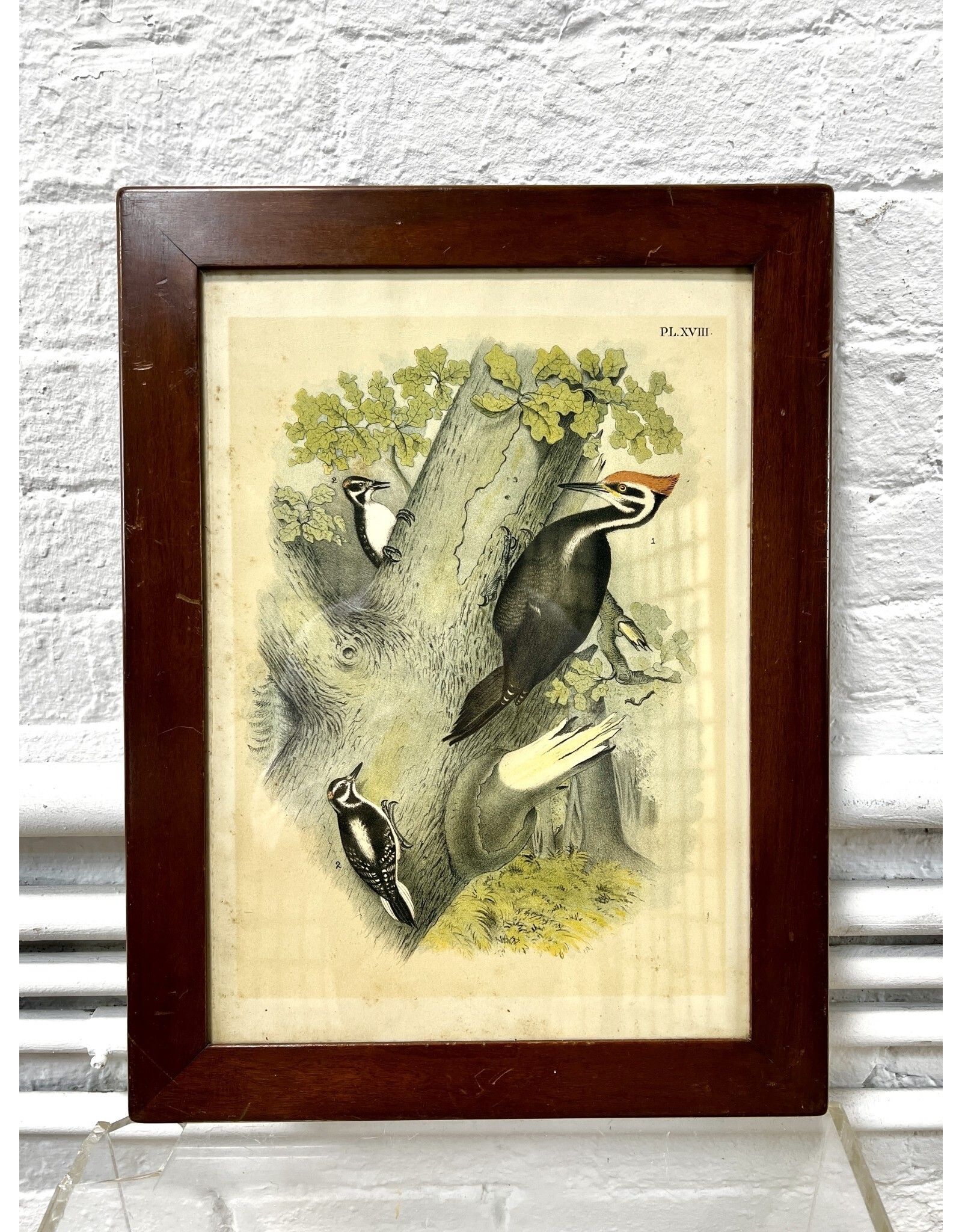 Framed Vintage Style Ornithological Study Print