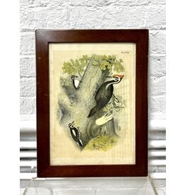 Framed Vintage Style Ornithological Study Print