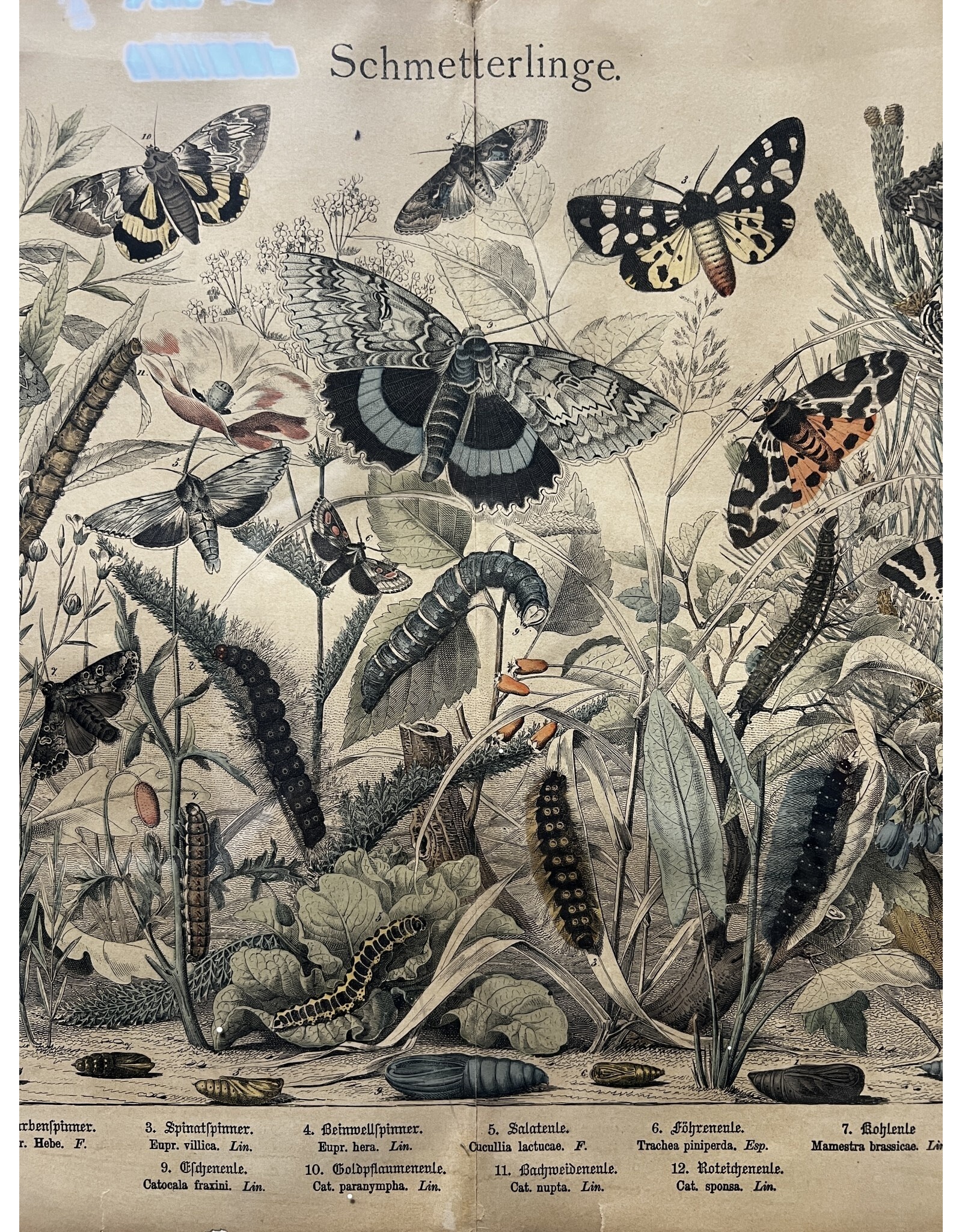Schmetterlinge, framed antique plate print