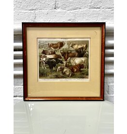 Cattle, framed antique print