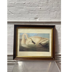 Trumpeter Swan Framed Print
