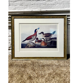 Ruddy Duck by John James Audubon, framed vintage style print