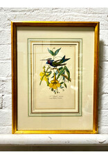 Antique Print of a Hummingbird