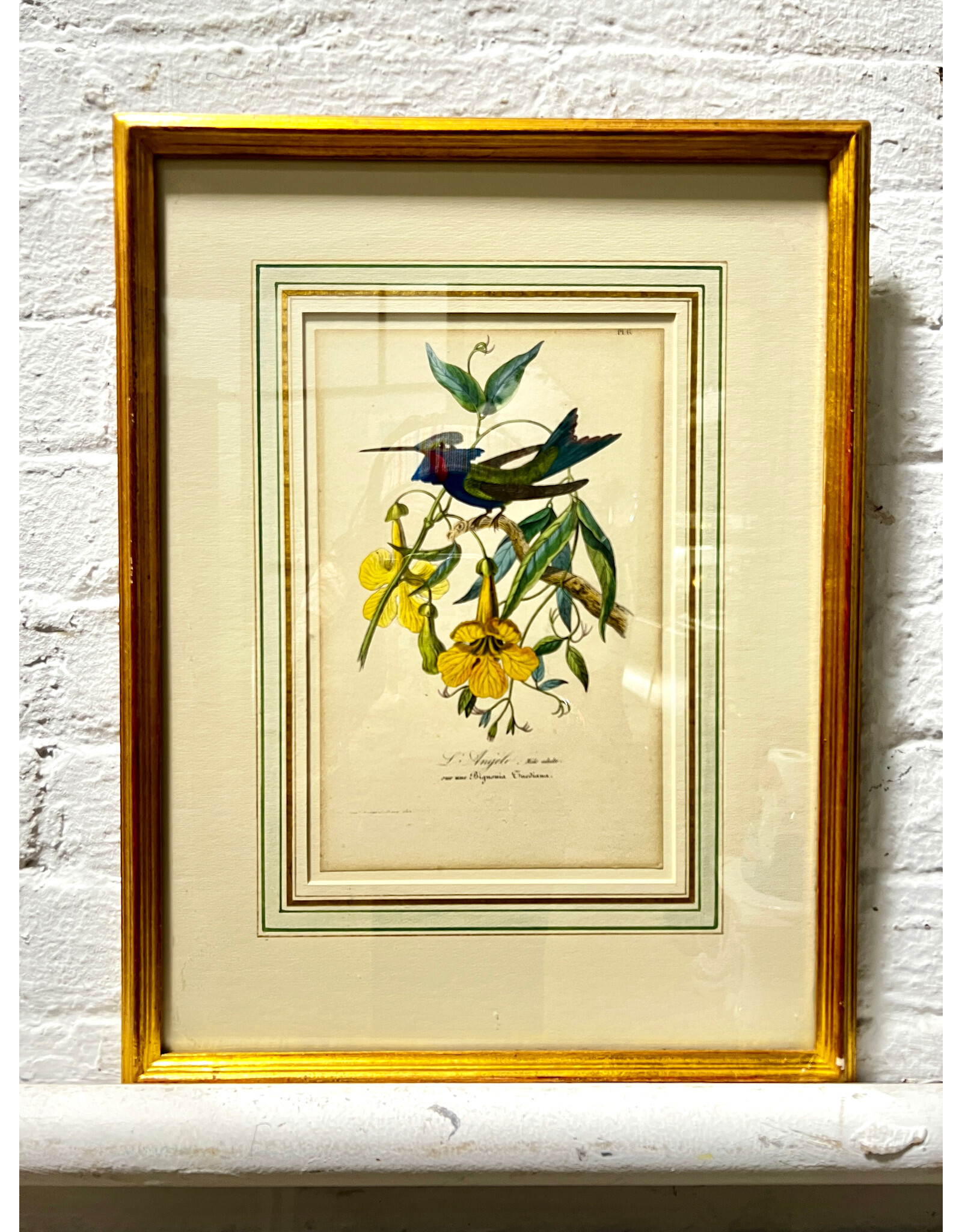 Antique Print of a Hummingbird