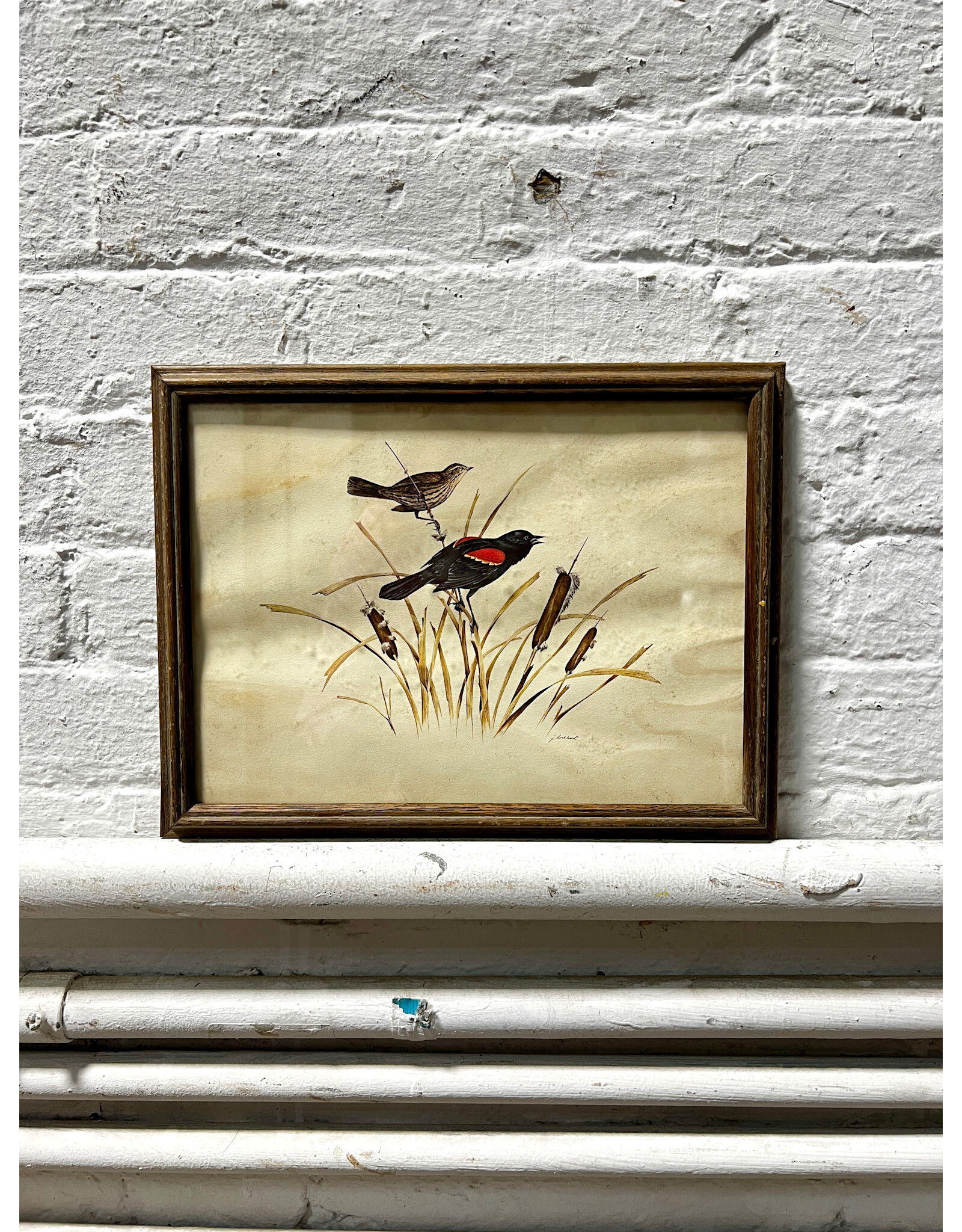 Red Wing Blackbird, framed print