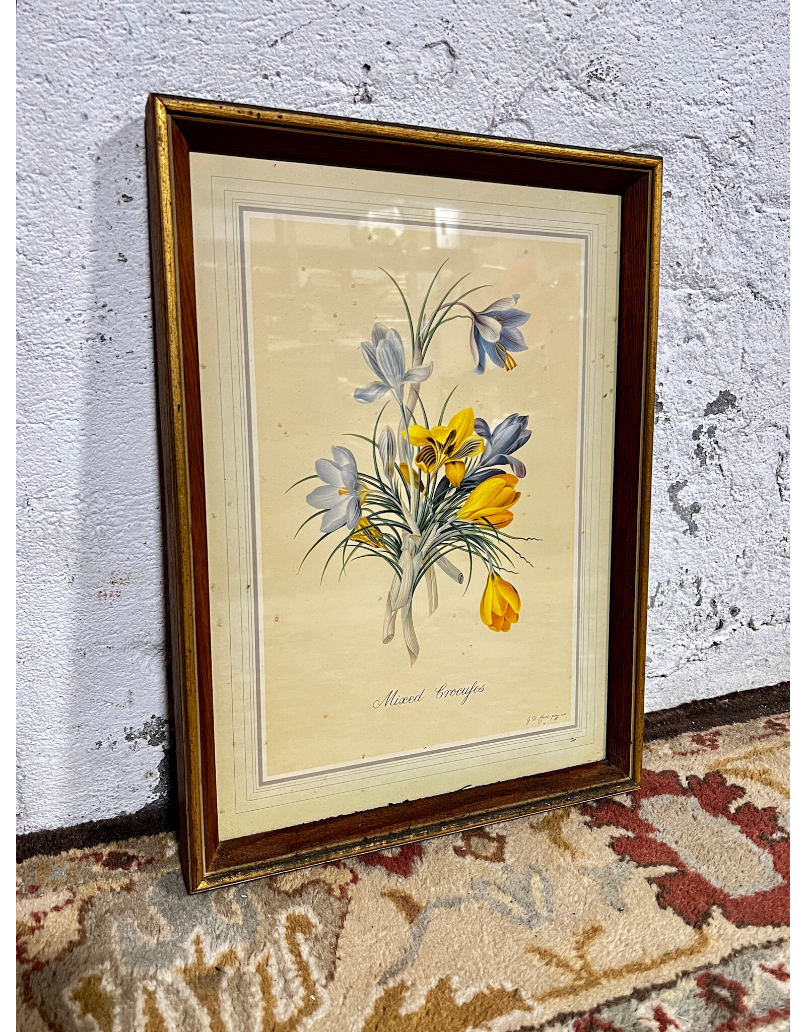 Lily and Crocus by Georg Ehret, framed vintage style print